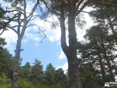 Pino de la Cadena (Valle de Siete Picos, Sierra de Guadarrama); ropa montaña material escalada visit